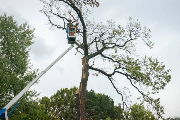 Best Tree Preservation Services  in USA